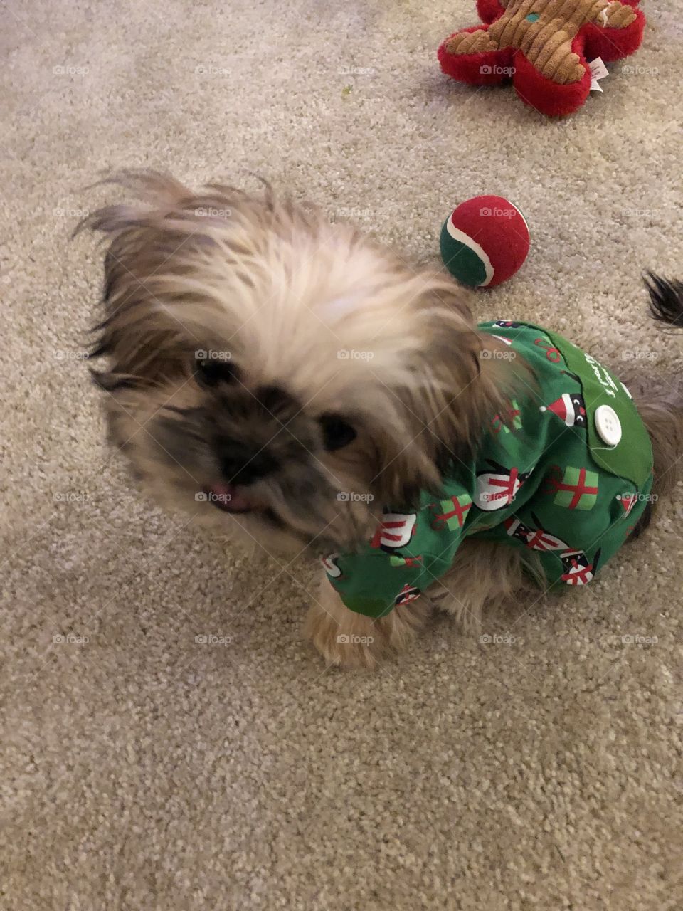 Puppy parties with Santa