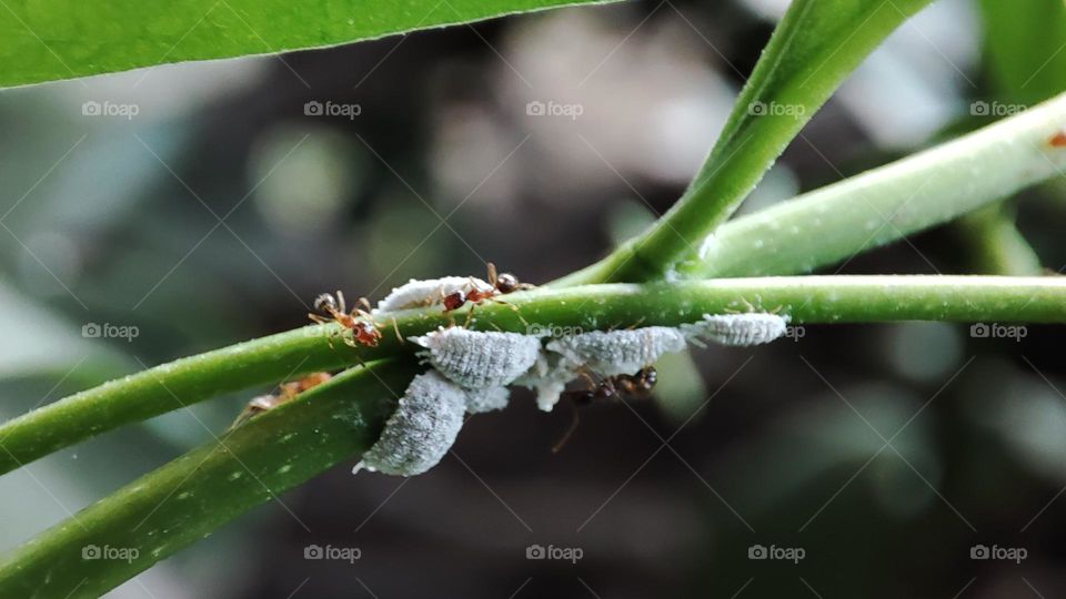 Ants and Aphids