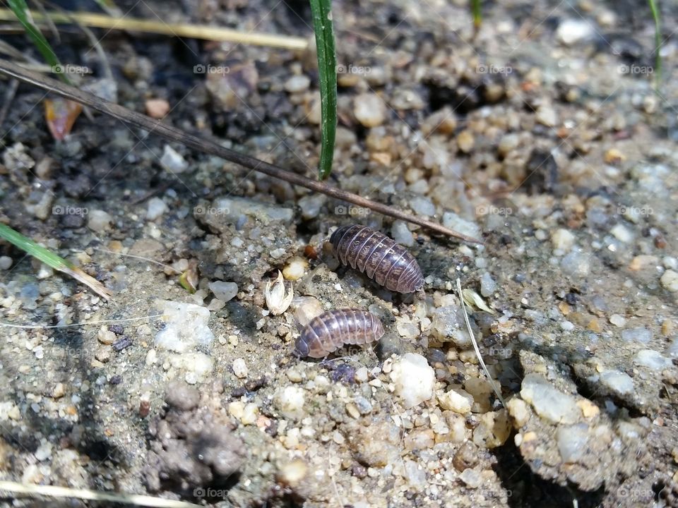 rolly pollies