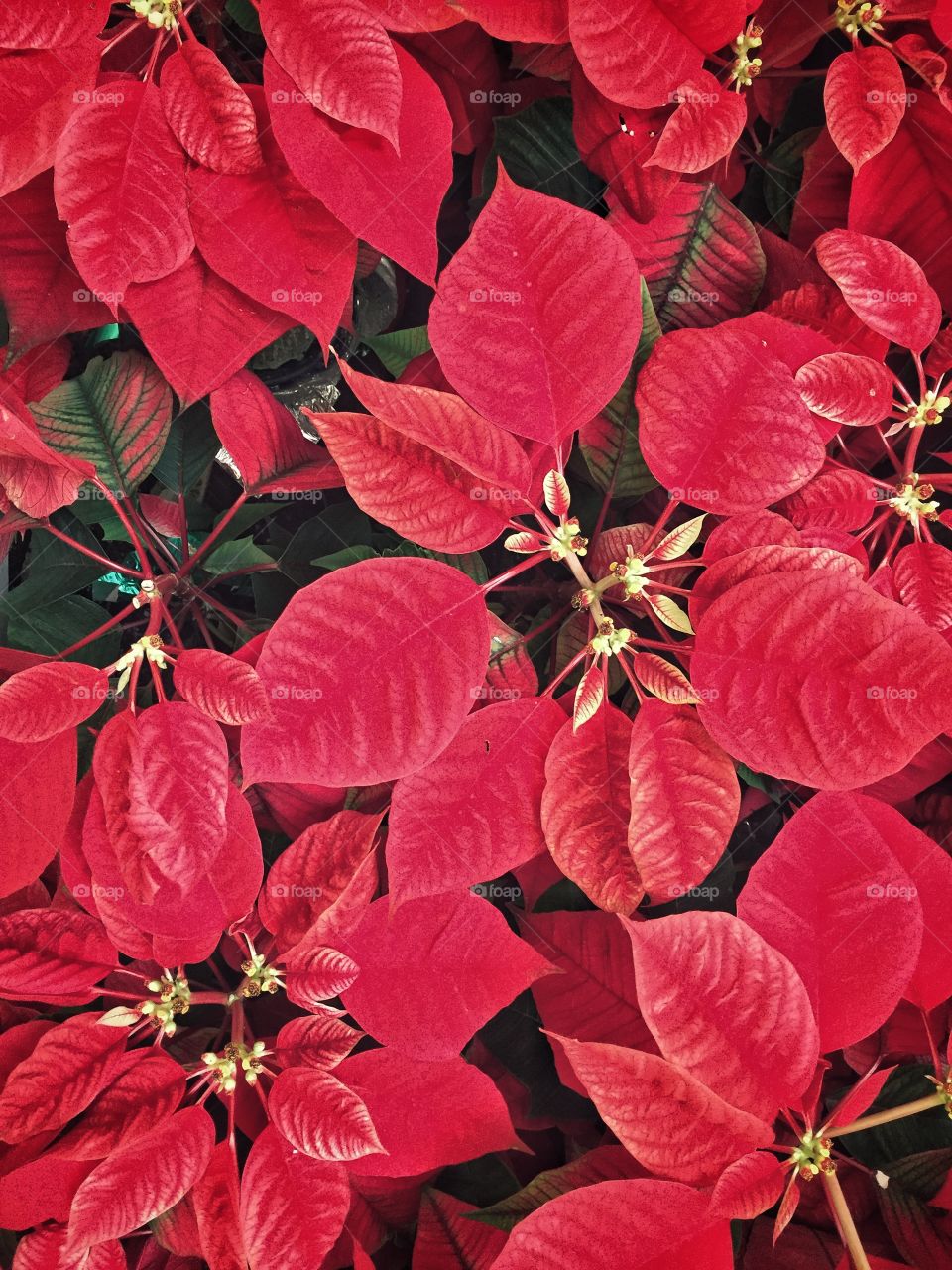 Poinsettias 