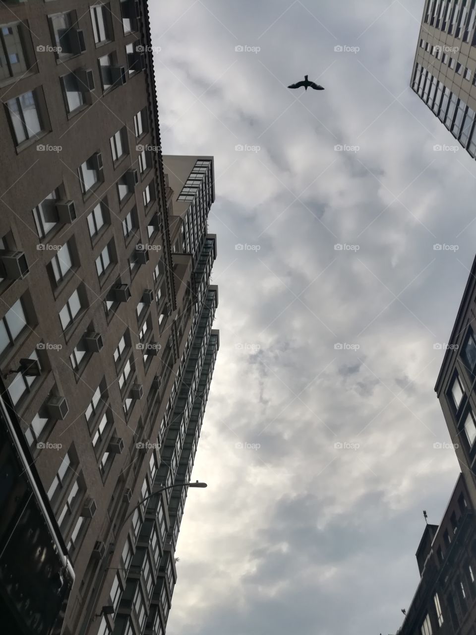 Bird flying New York
