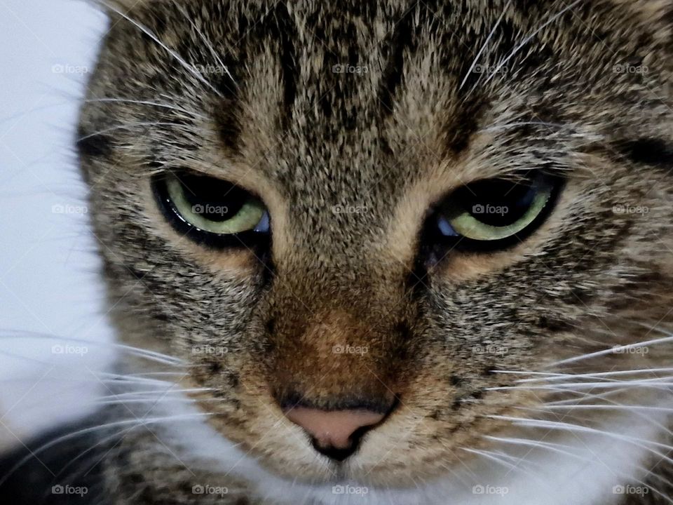 Be authentic: Animals' Eyes