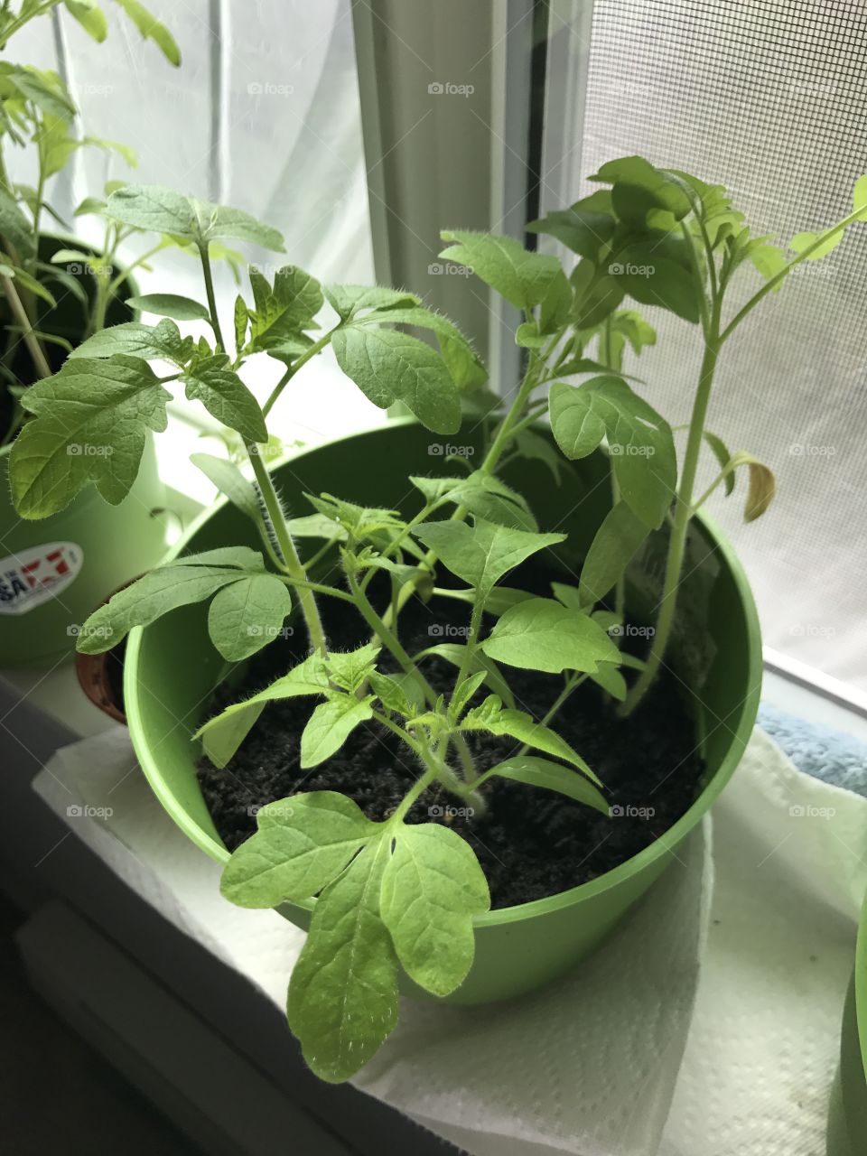 Growing tomatoes in a small pot  