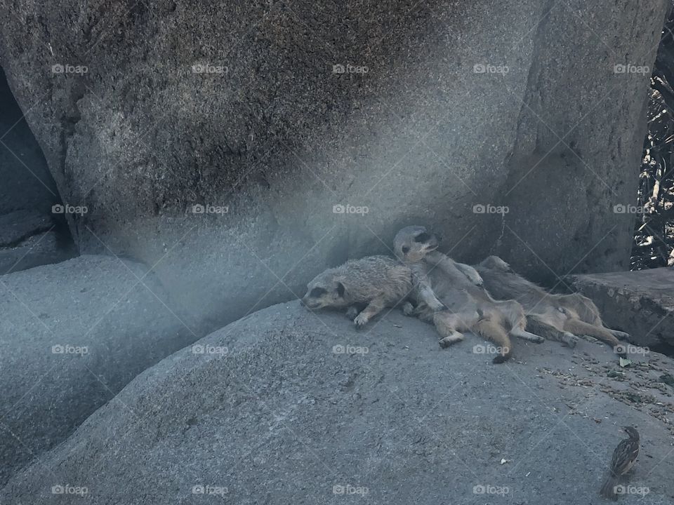 Meerkats sleeping 