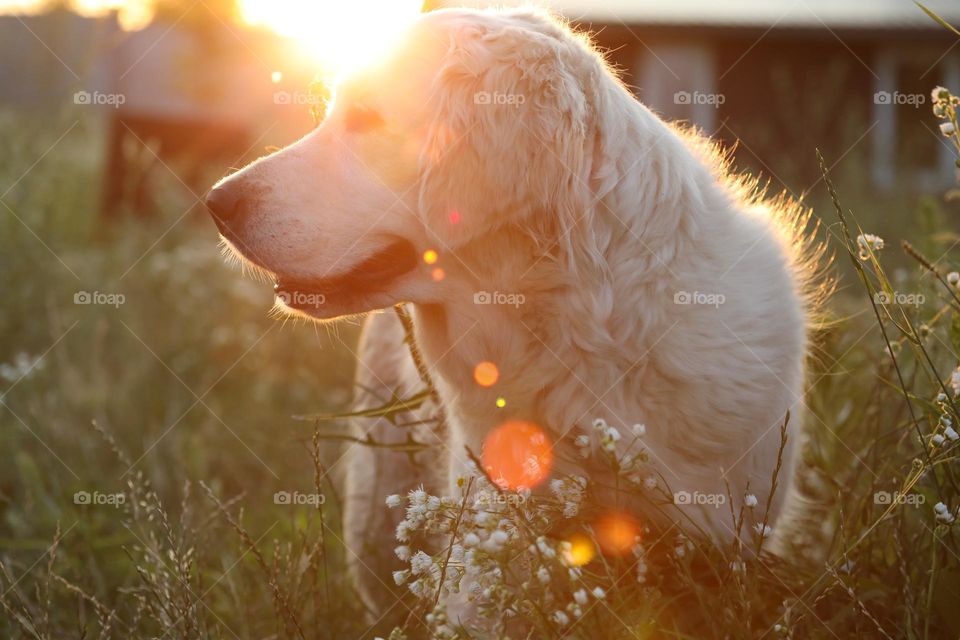 dog in the grass with evening sunlight