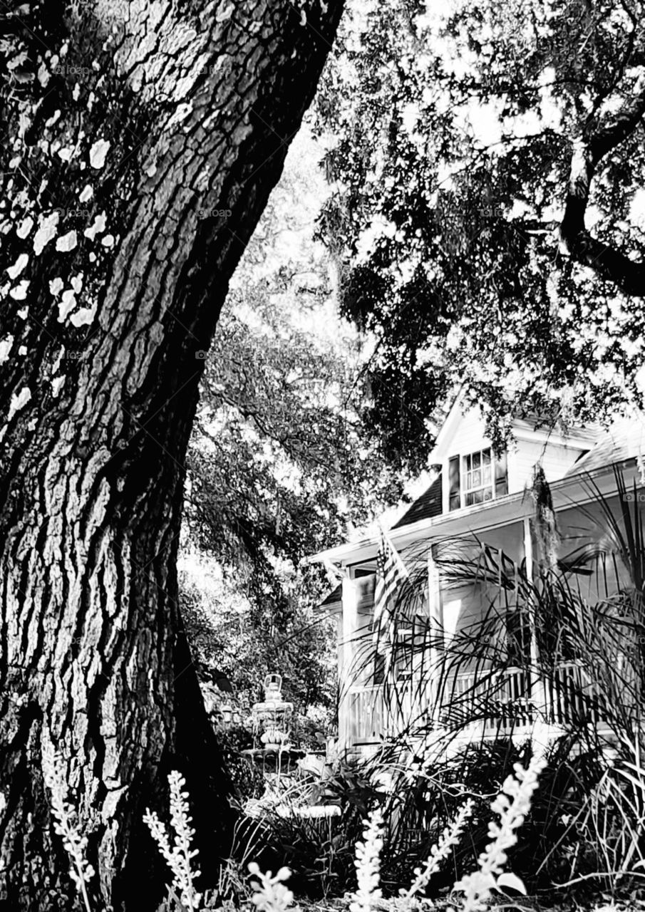 White House beyond the old oak tree seen in black and white