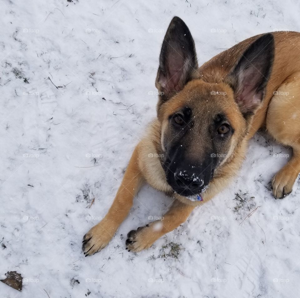 My dog enjoying her first winter! She loves the snow.