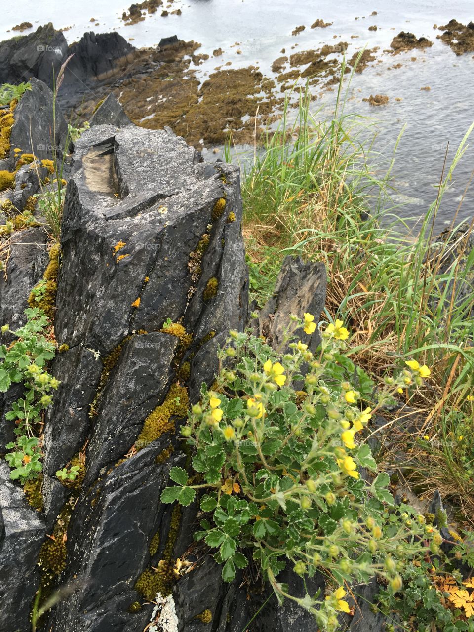 Villous Cinquefoil, Kodiak, Alaska 