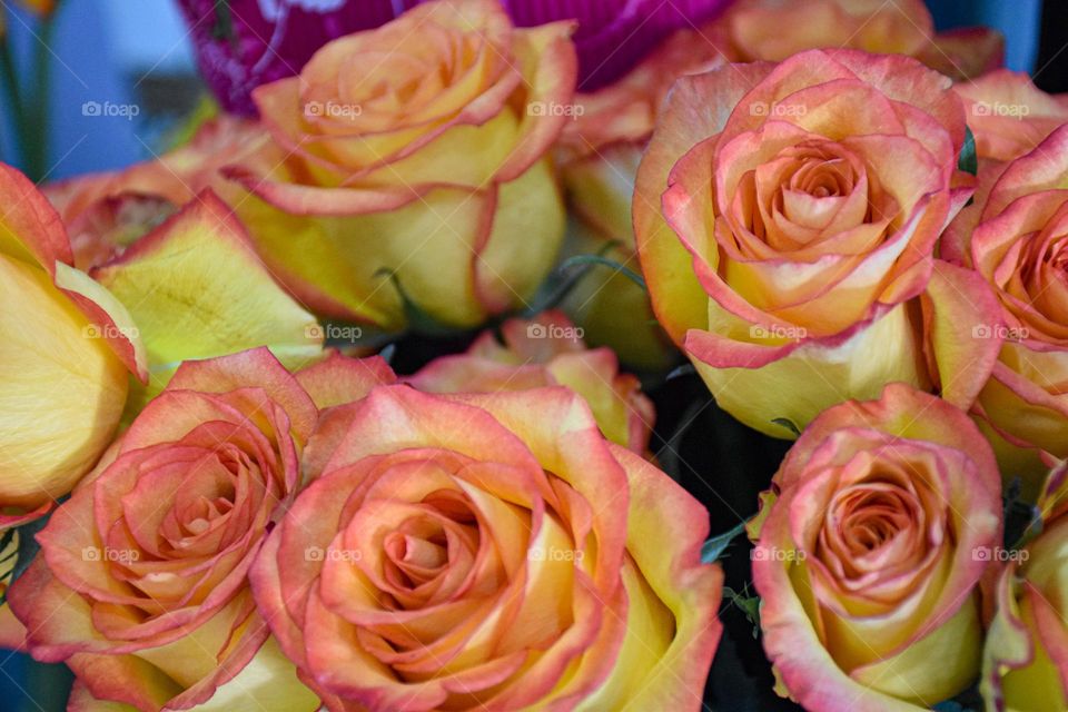 01. Colorful roses for gift and love 