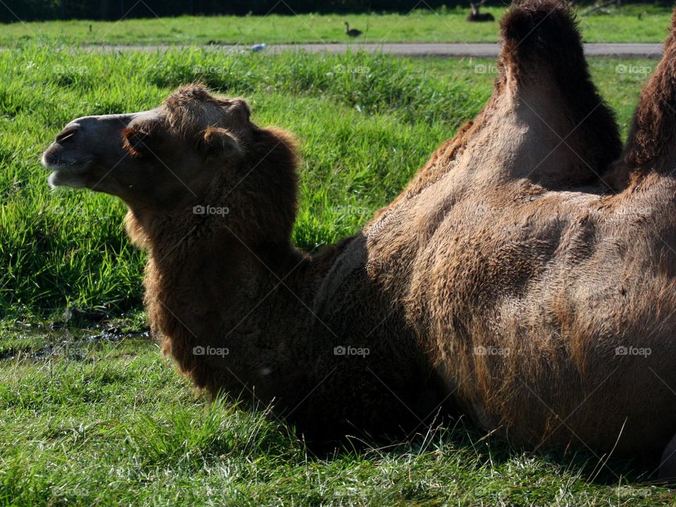 Camel on grass