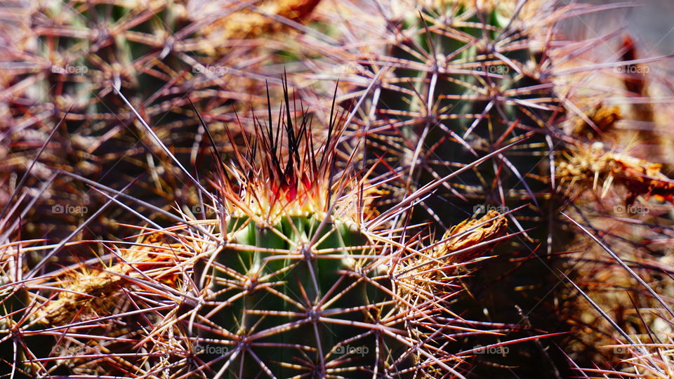 Cactus, Sharp, Nature, Flora, Dry