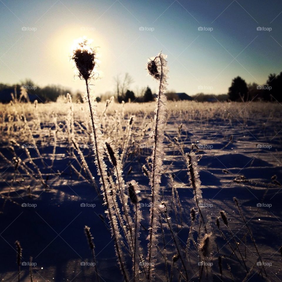 Frozen weeds