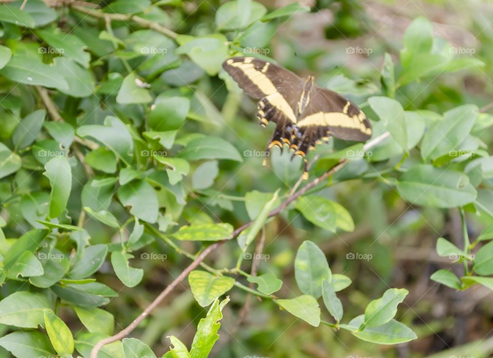 Butterfly In Lime Tree