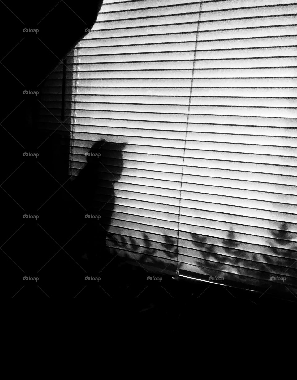 Cat sitting on a window sill in front of blinds looking at bushes shadows and silhouettes