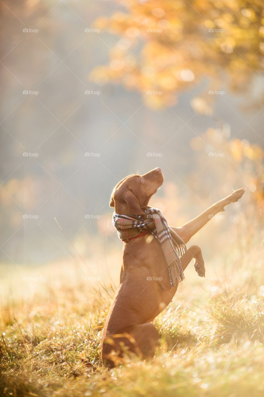 Hungarian Vizsla in wear at autumn park