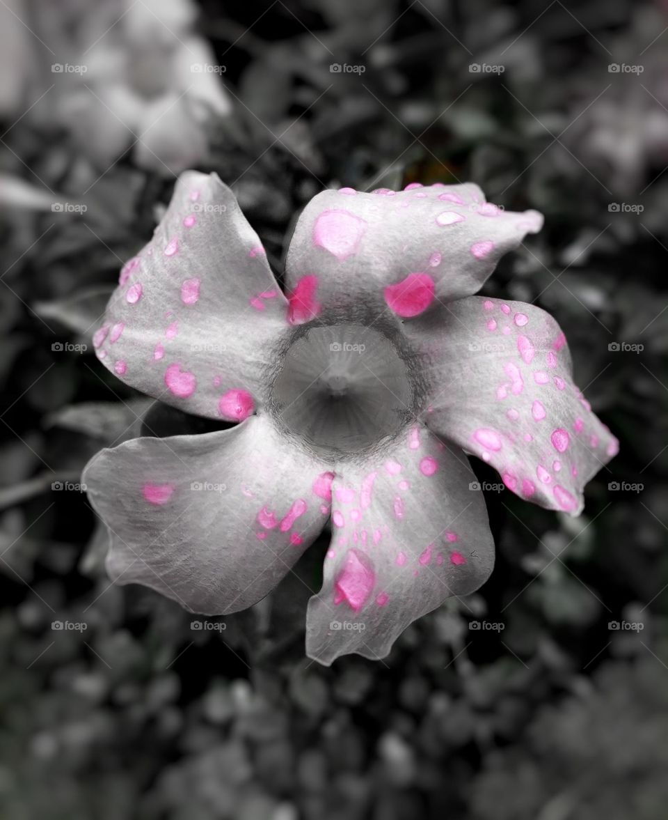 Black and white flower with a splash of pink color