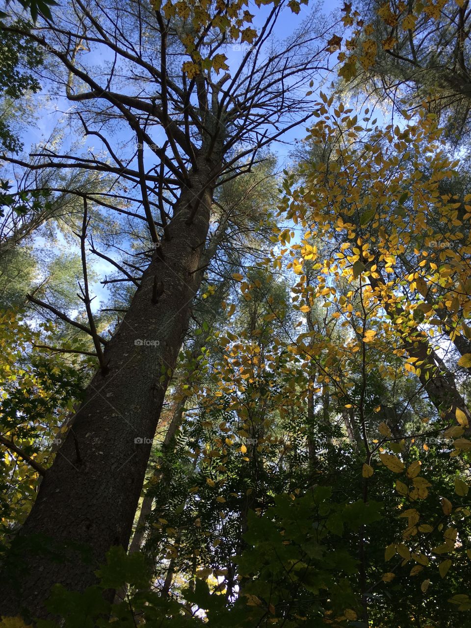 Dead tree amongst live ones