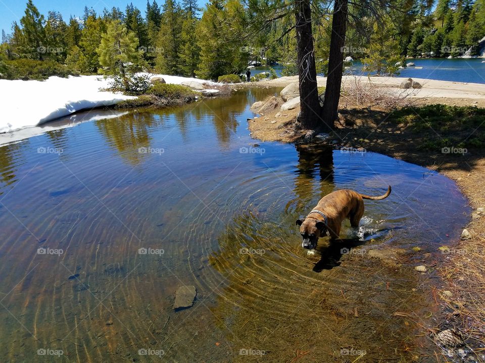 Thor getting a drink, up in the Sierras!