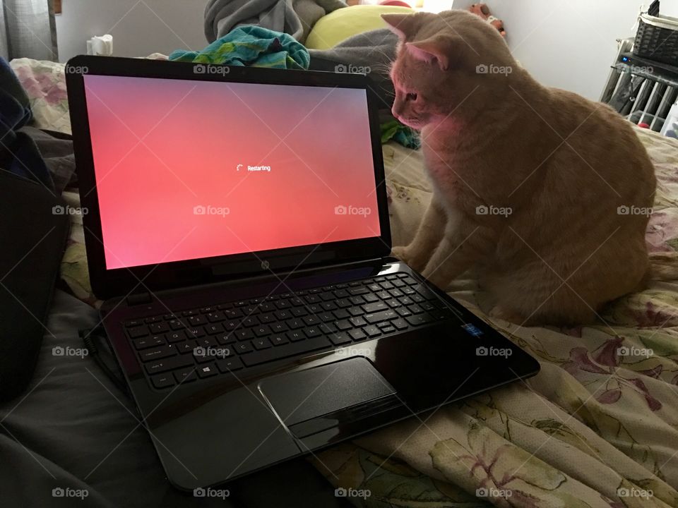 Cat trying to catch the computer 