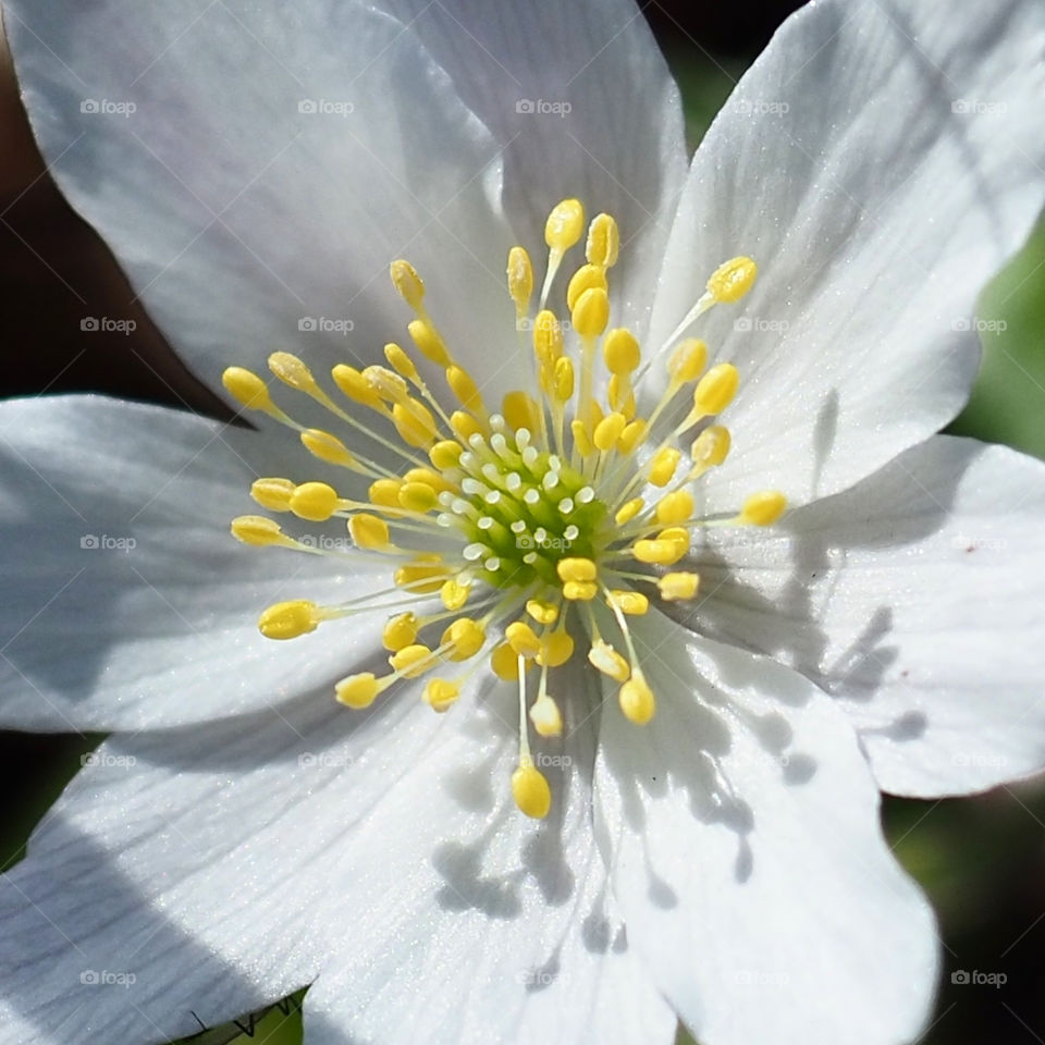 Flower, No Person, Nature, Leaf, Flora