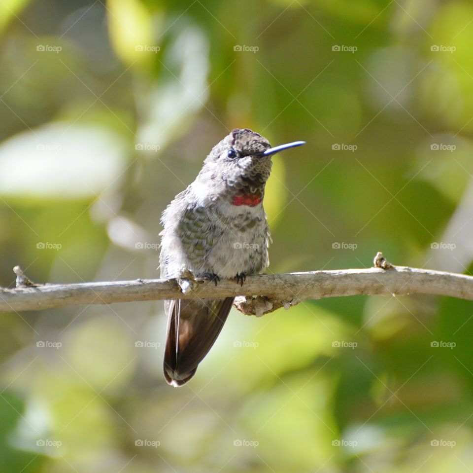 hummingbird resting on a tree branch in a community garden