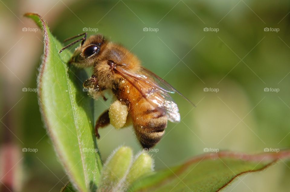 Bee with pollen