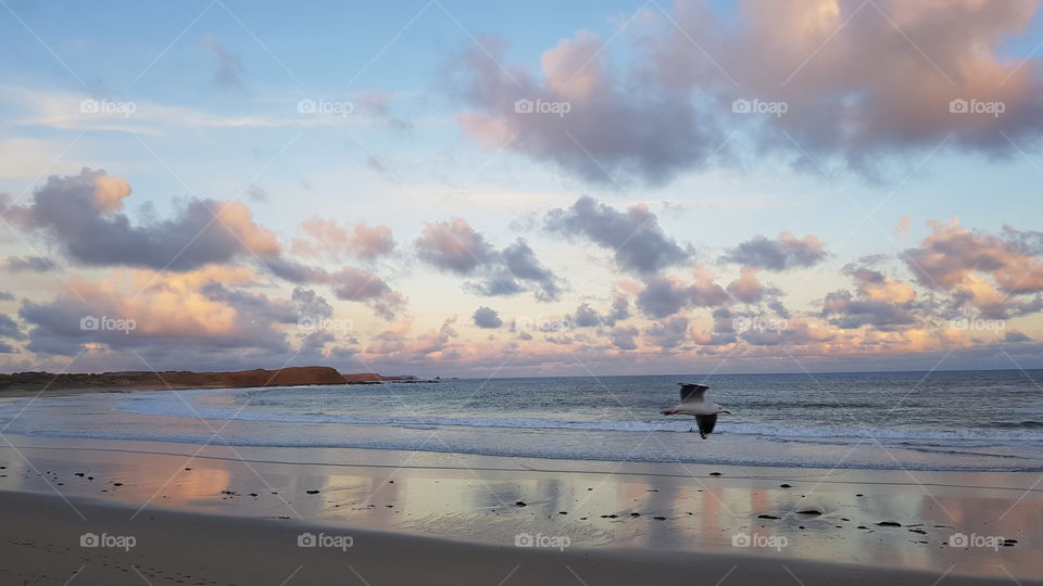 bird beach sunset