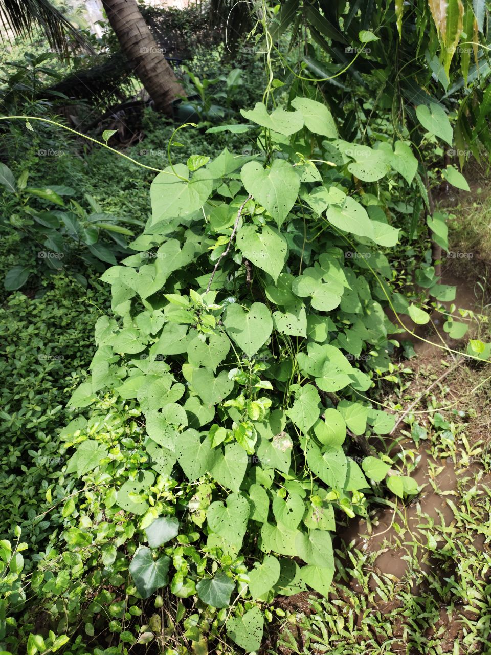 👁️📷🥬🥬🍃
Cammonea ambatta Vine,
Natural Beauty
Green World of Flora