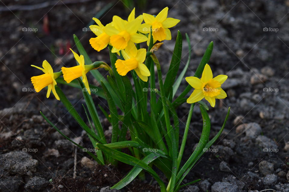 Narcissus growing on dirt