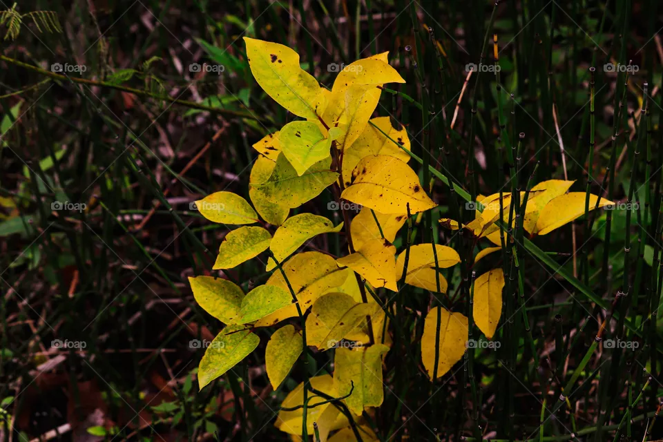 bright yellow leaves