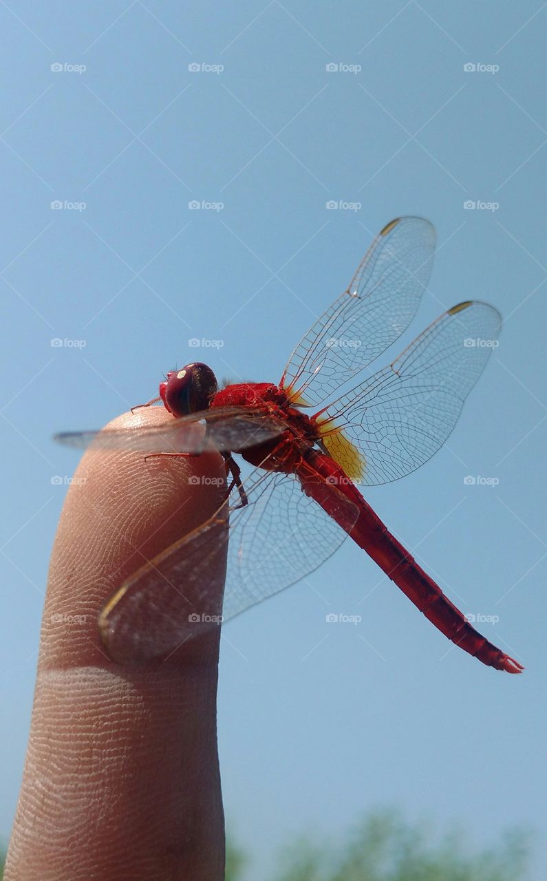 Dragonfly's macro shot