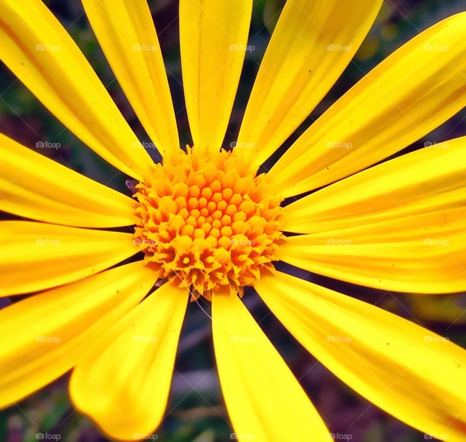 close up of a yellow flower growing in a community garden