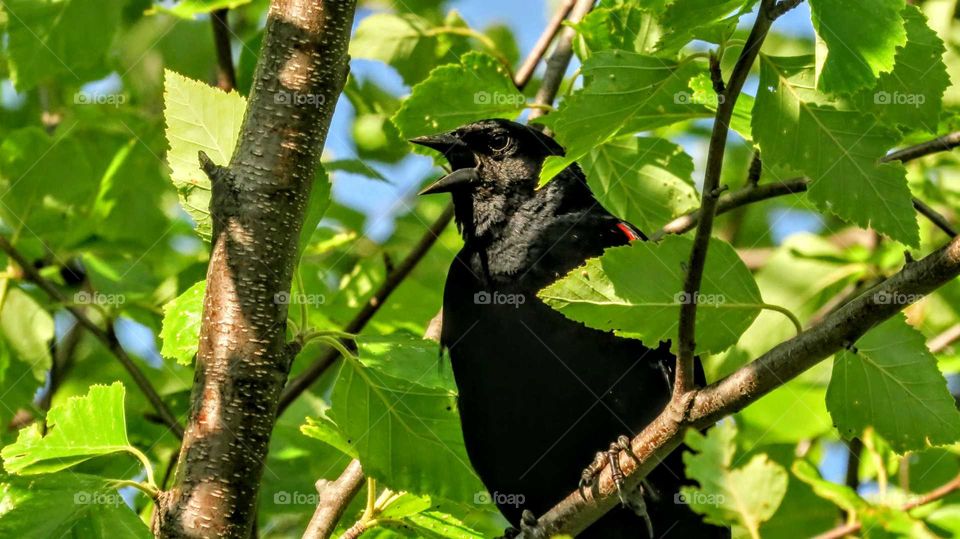 Redwing Blackbird protect nest