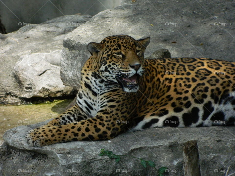 jaguar yawning