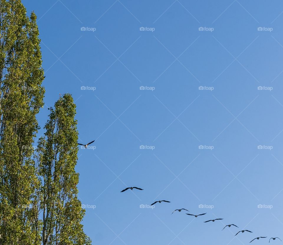 Geese heading south in the autumn blue sky 