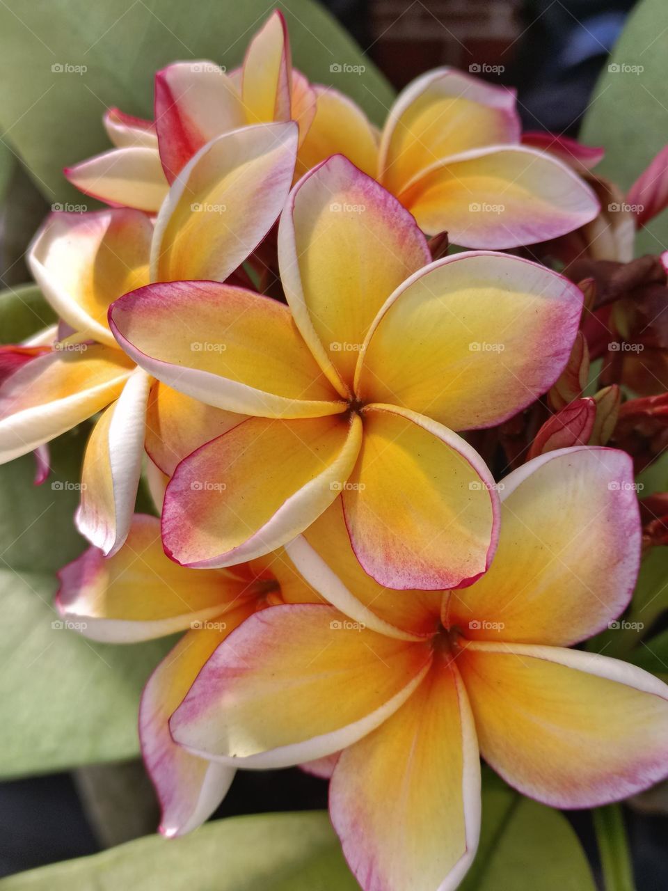 The Frangipani
