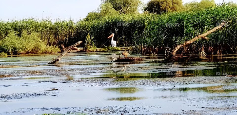 Delta Dunării, România