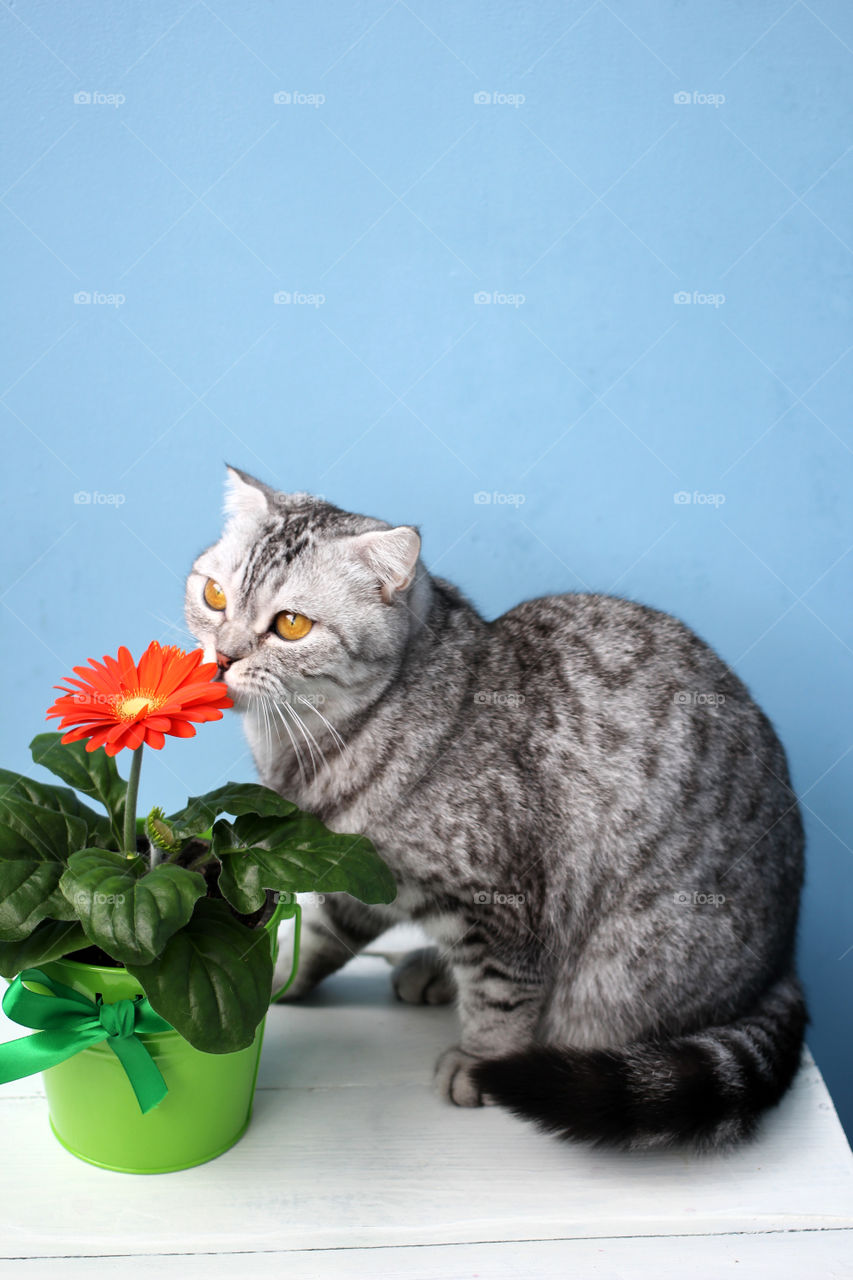 Scottish cat and red flower on a blue background
