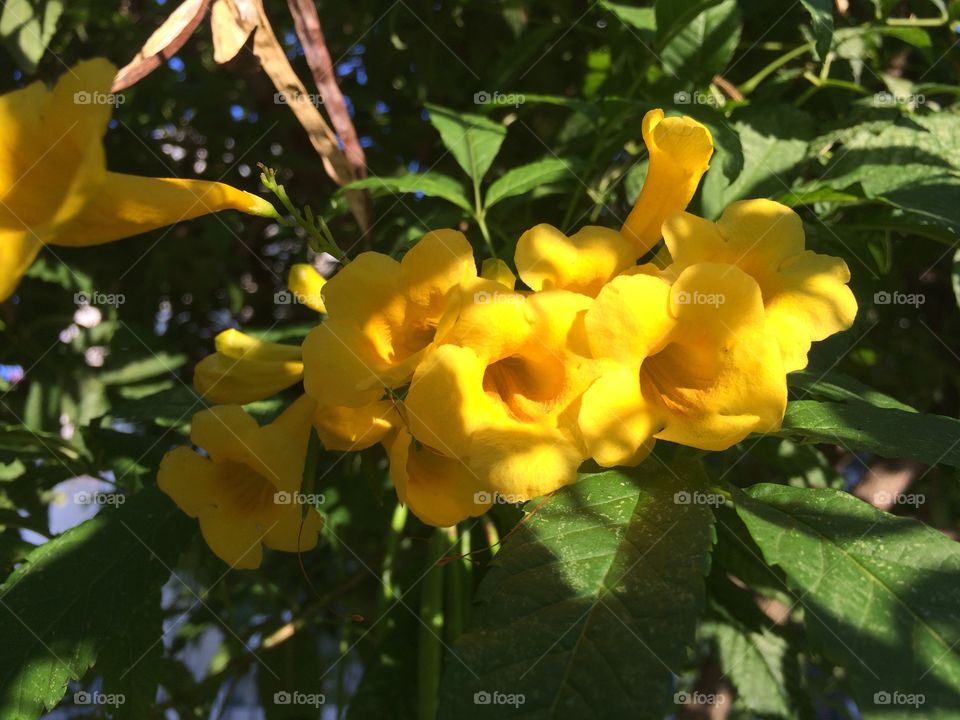 Flor amarela natureza buquê lindo 