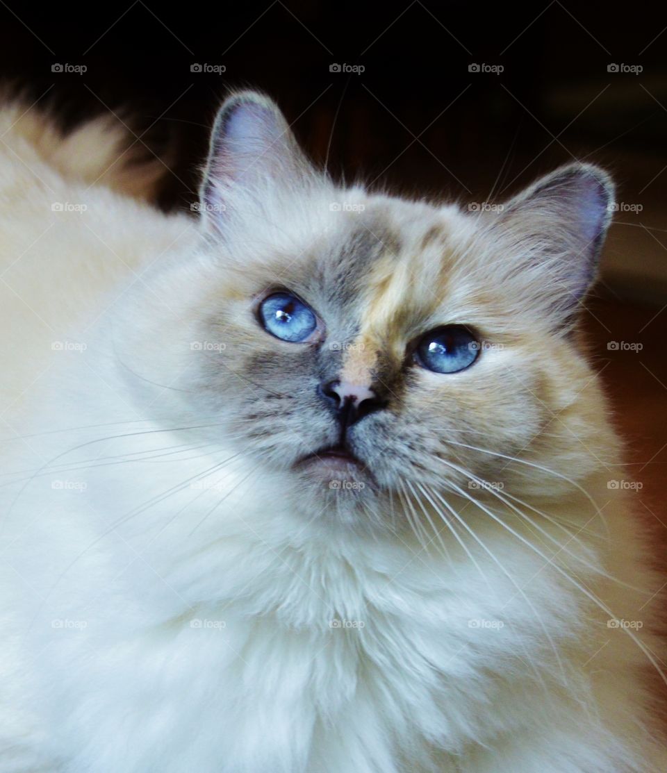 Ragdoll cat close up 