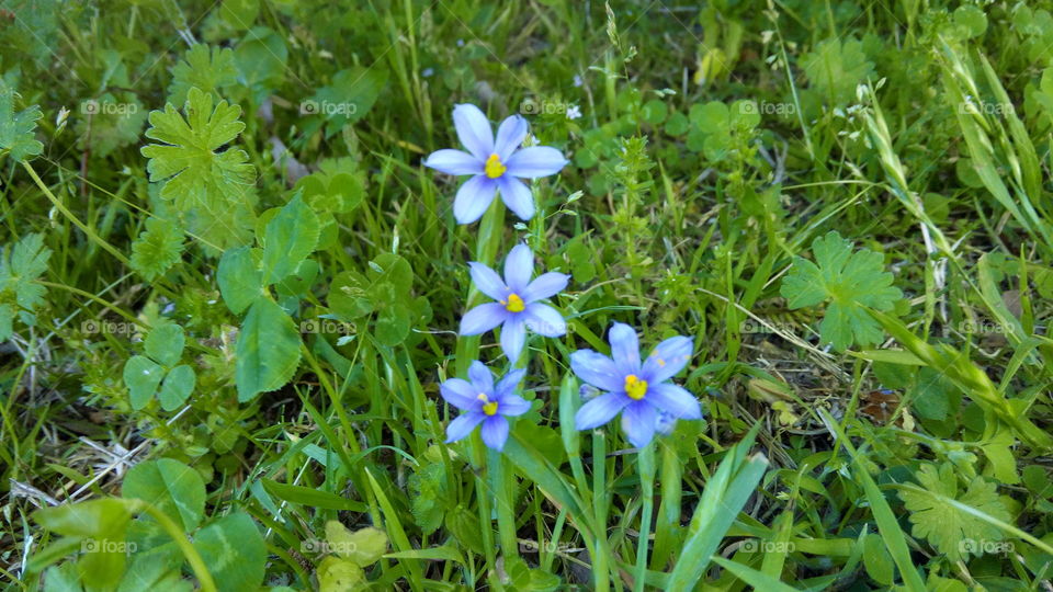 blue. four pretty blue flowers