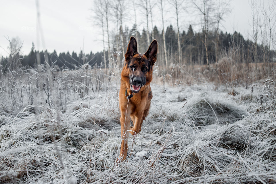 German shepherd dog walking outdoor at frozen day