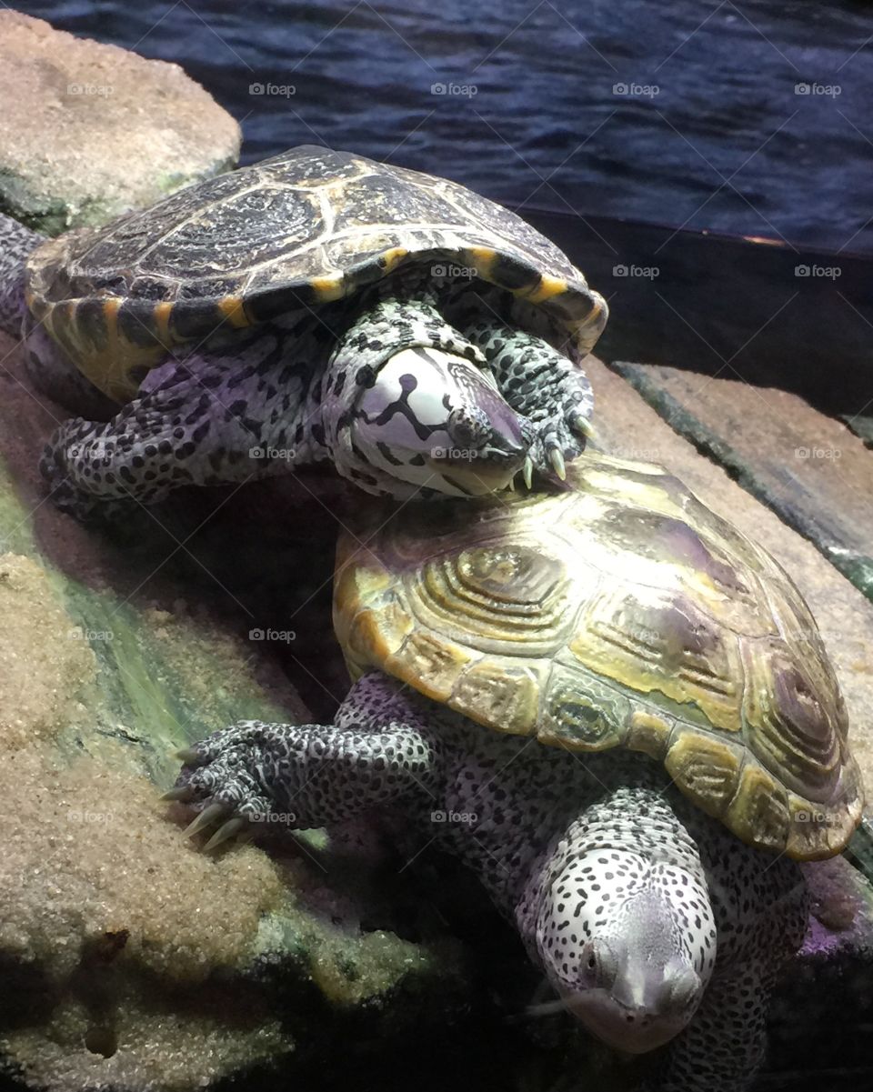 Two Turtles