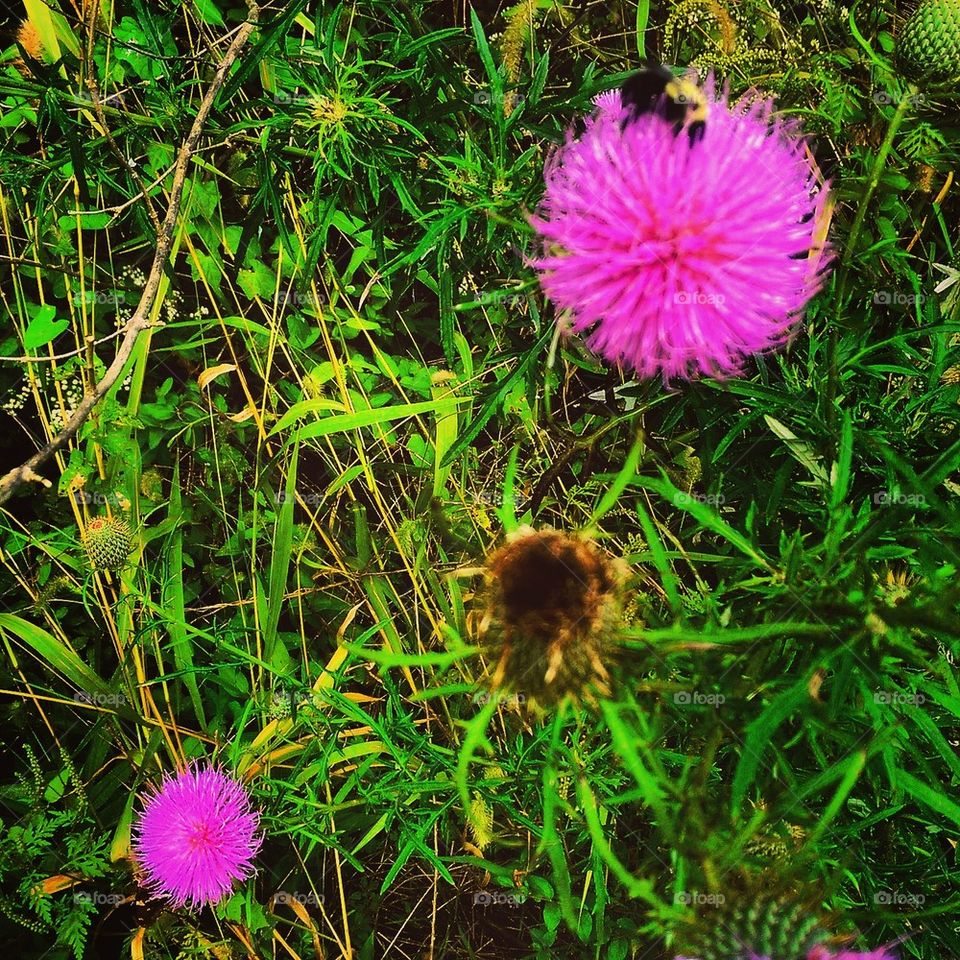 Wild Flowers 