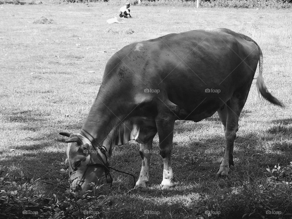 Looking for grass in the field to feed the beloved cow