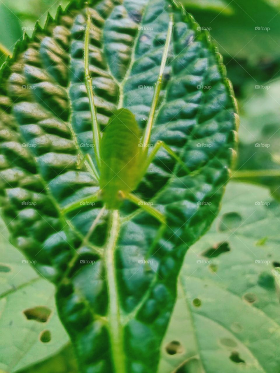 This insect is almost like a leaf