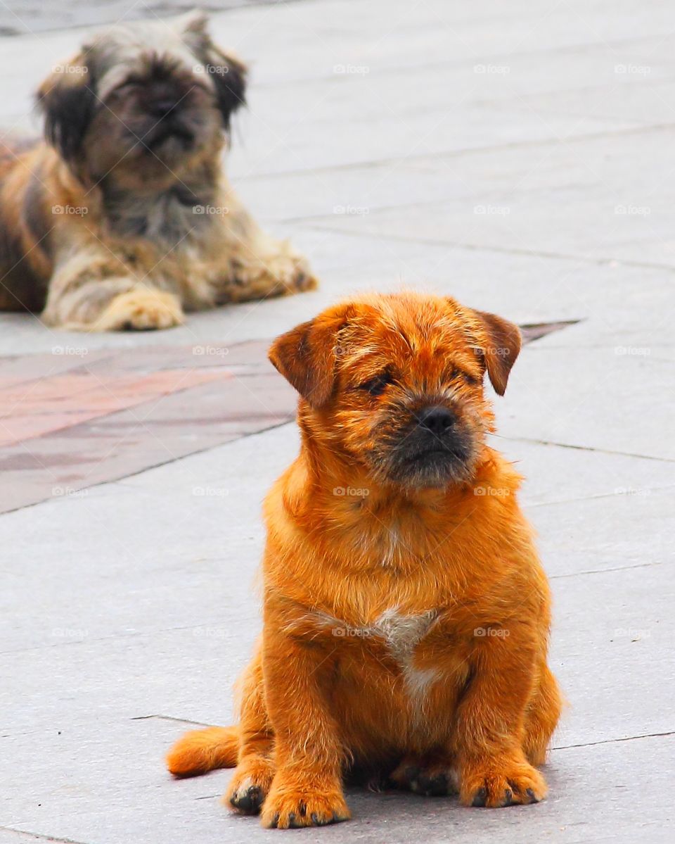 Someone behind you-two dogs