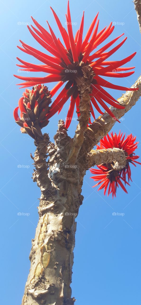 O azul do céu,  o vermelho vivo da flor em contraste com a simplicidade da planta.