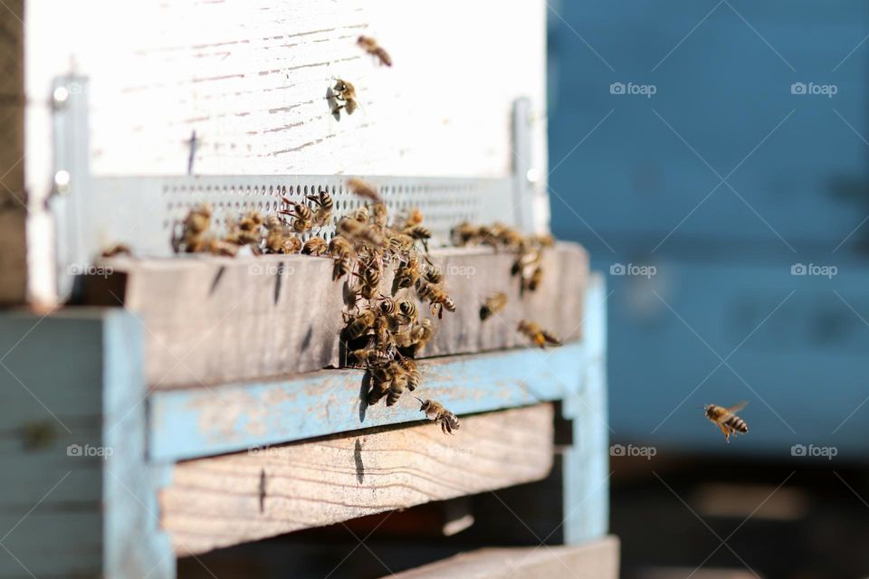 Birds& Bees- Nature in Motion