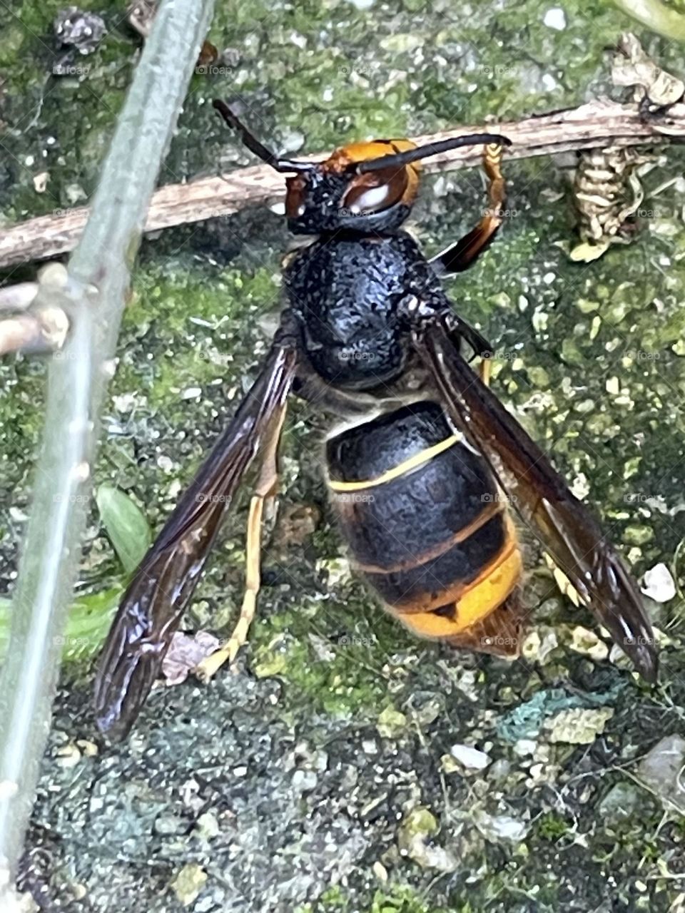 Vespa asiática- Poderosa e perigosa.